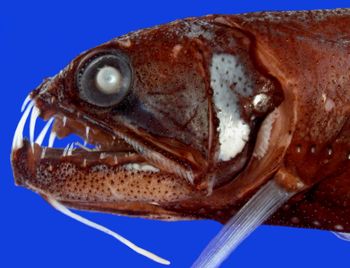 Media type: image; Ichthyology 134495